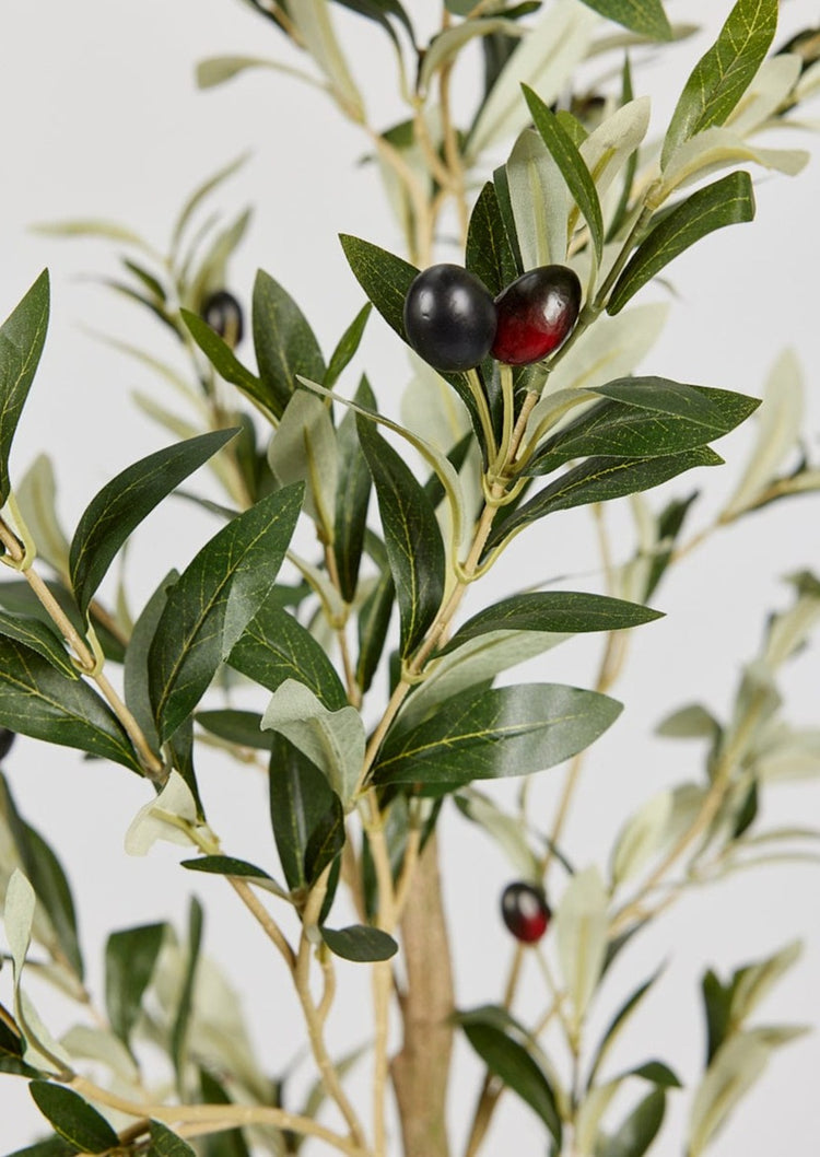 Japandi Potted Olive Tree Plant - Japandi