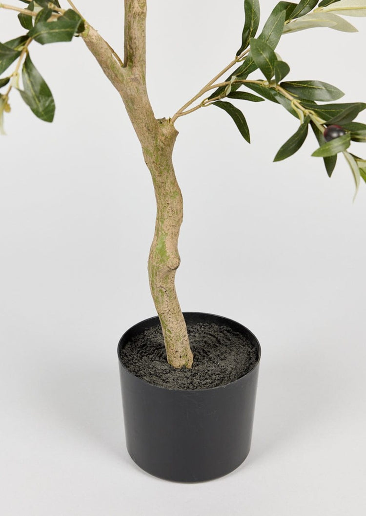 Japandi Potted Olive Tree Plant - Japandi