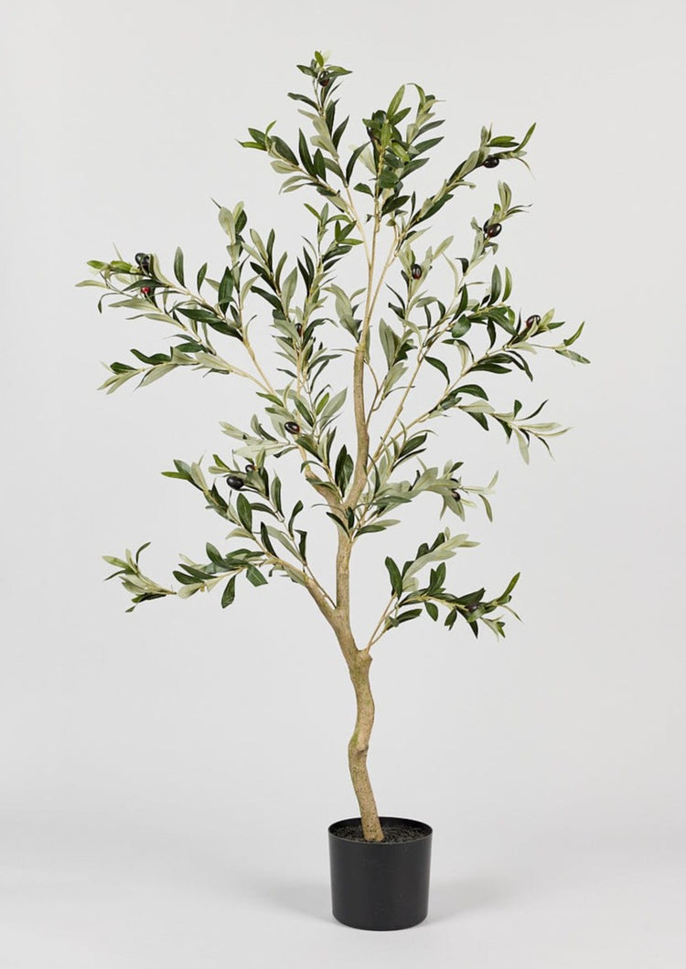 Japandi Potted Olive Tree Plant - Japandi