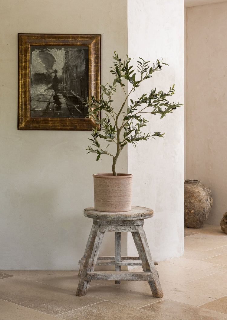 Japandi Potted Olive Tree Plant - Japandi